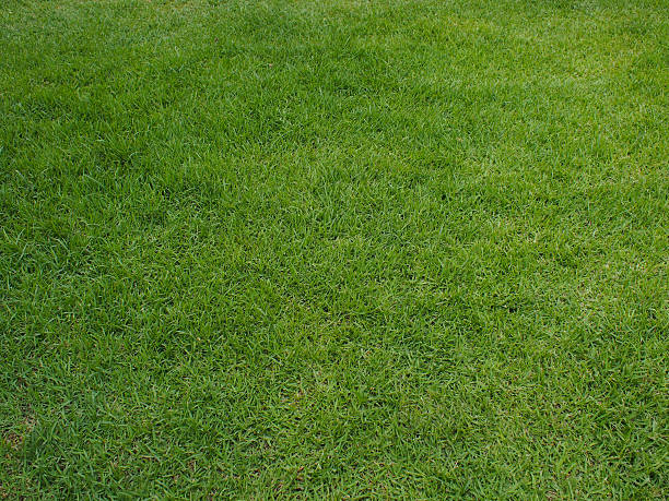 istock Texture of green soft grass 492729387