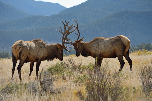 Two strong mature bull elks have their antlers rubbing against each other and are ready to fight.
