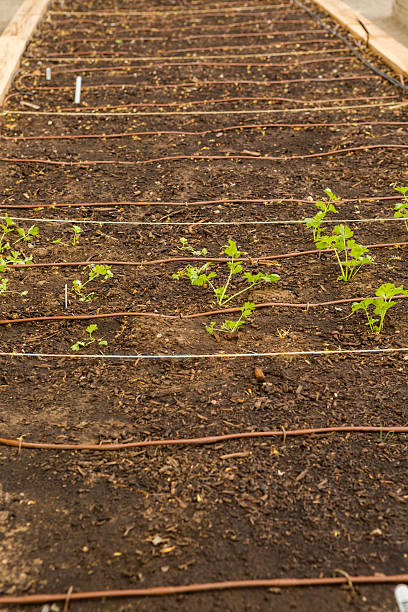 istock Urban garden 492729639