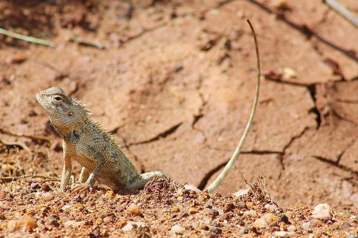 Lizard on a desertic ground Sri Lanka