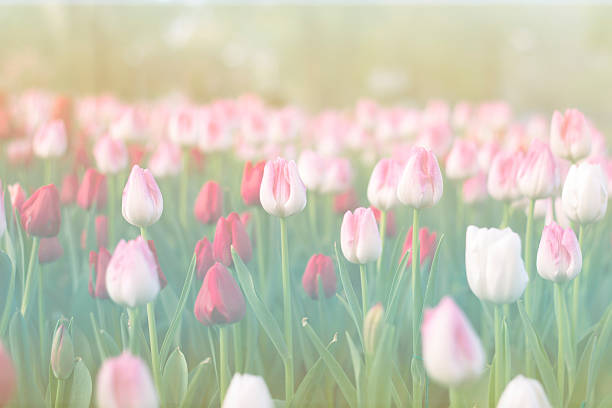 istock Blurred beautiful tulips blooming in spring garden with blurred background 492729950
