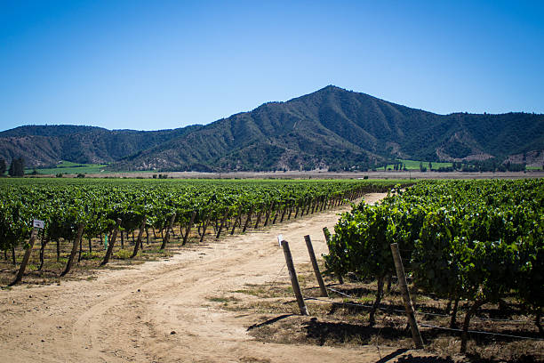 vista de casablanca de vinos de los viñedos chile, de américa del sur - vinos chilenos fotografías e imágenes de stock