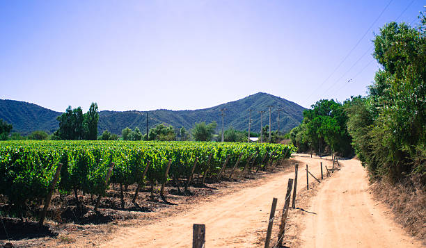 istock Vines shimmering under the Chilean sun in Casablanca Valley 492730283