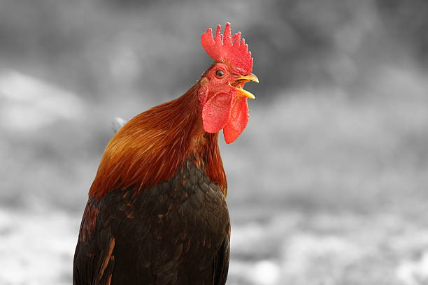 istock abstract view of singing rooster 492730590