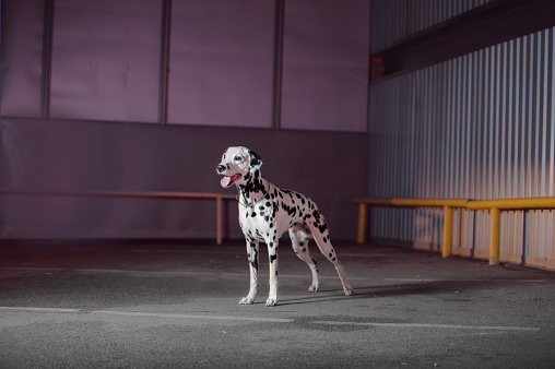 the breed of a dog is dalmatian dog