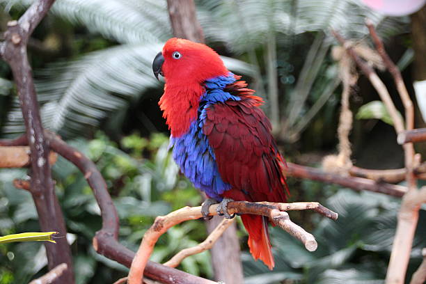 Red Eclectus Parrot Red Eclectus Parrot on a tree branch. eclectus parrot australia stock pictures, royalty-free photos & images