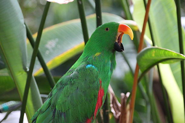 Loud Eclectus Parrot Green Eclectus Parrot screaming. eclectus parrot australia stock pictures, royalty-free photos & images