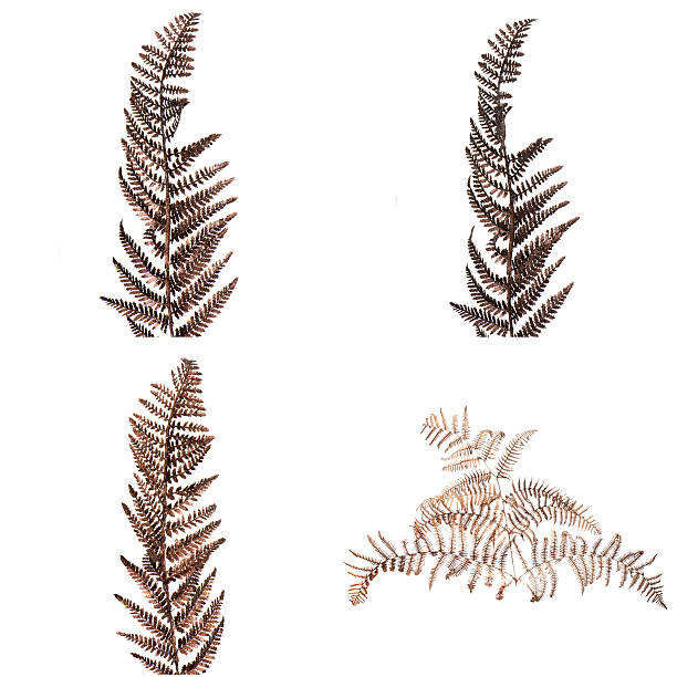 istock Christmas decorative Brown fern leaf 492731339