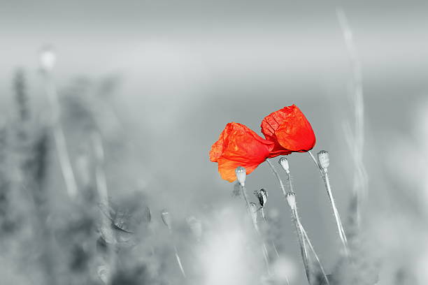 istock abstract view of wild poppies 492731638