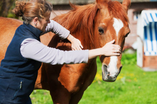 A female veterinarian, performing some chiropractics on a horse. XXL size image. Image taken with Canon EOS 1 Ds Mark II and EF 70-200 mm USM L.