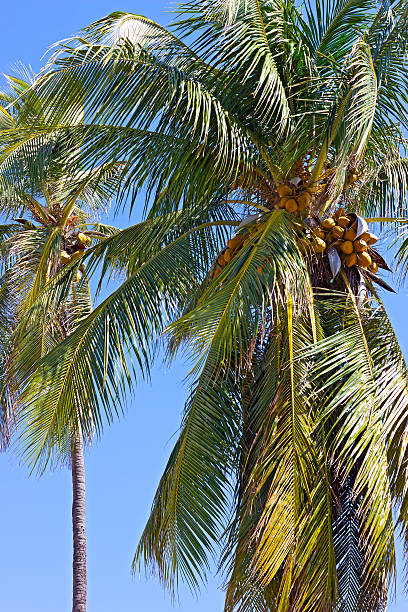 istock Coconut palm trees against blue sky. 492732279