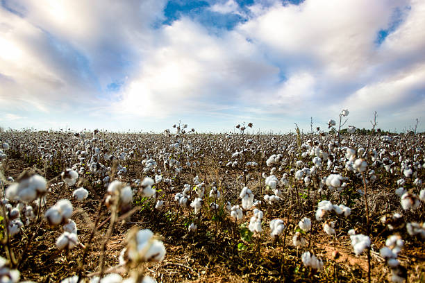 american de algodón campo - cotton photography cloud plantation fotografías e imágenes de stock