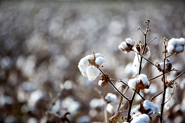 칠레식 코튼 필드 - agriculture bud crop growth 뉴스 사진 이미지