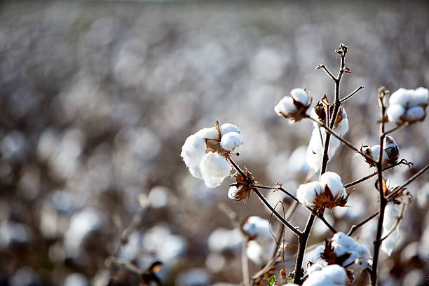 American Cotton Field