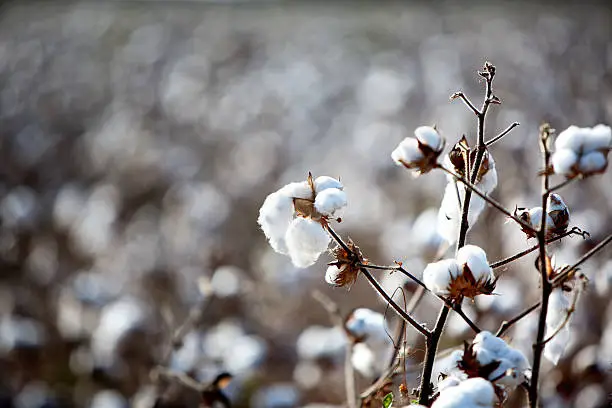 Ripe cotton ready to pick in a field in America's deep south