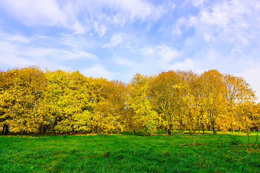 Green Field with Trees in Autumn Foliage on Cloudy Blue Sky in the Background