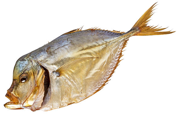 istock Smoked Selene vomer on white 492734380