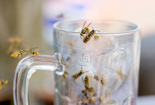 Wasps in glass of beer stock photo