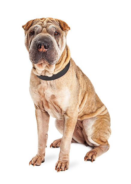 istock Adorable Shar Pei Dog Sitting Looking Forward 492735364