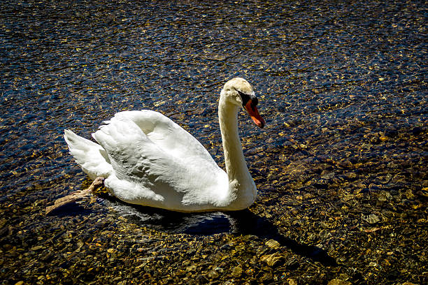 cigno - clipped wings foto e immagini stock