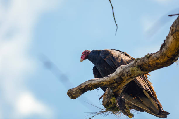 avvoltoio della turchia - webb foto e immagini stock