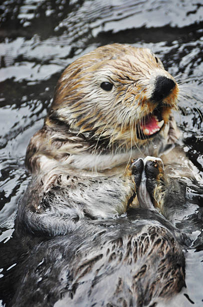 La lontra nuoto sul retro con cibo, mangia - foto stock
