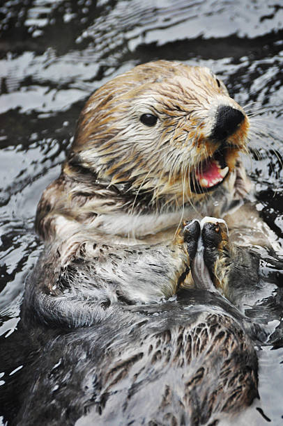 Otter swimming on back with food, eating