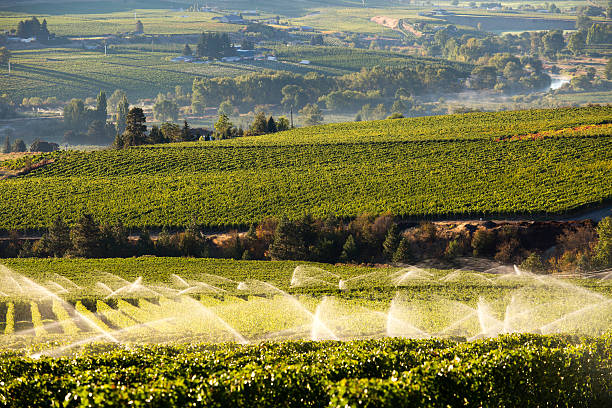 istock Agriculture Irrigation Sprinkler Okanagan Vineyard 492737908