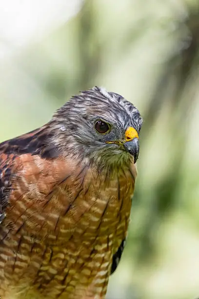 Photo of Red-Shouldered Hawk