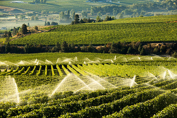 istock Agriculture Irrigation Sprinkler Okanagan Vineyard 492737952