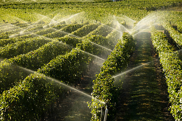Gicleurs d'arrosage de l'Agriculture viticole d'Okanagan - Photo