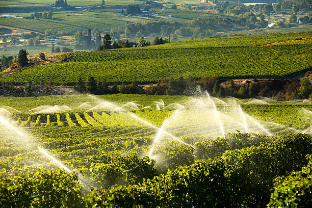 istock Agriculture Irrigation Sprinkler Okanagan Vineyard 492738022