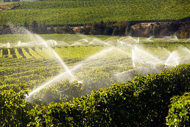 istock Agriculture Irrigation Sprinkler Okanagan Vineyard 492738056