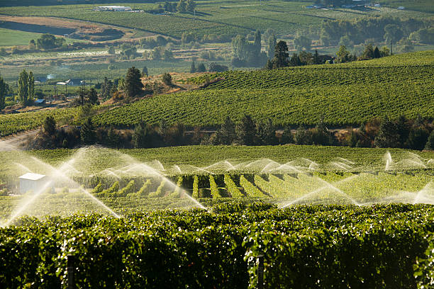 istock Agriculture Irrigation Sprinkler Okanagan Vineyard 492738142
