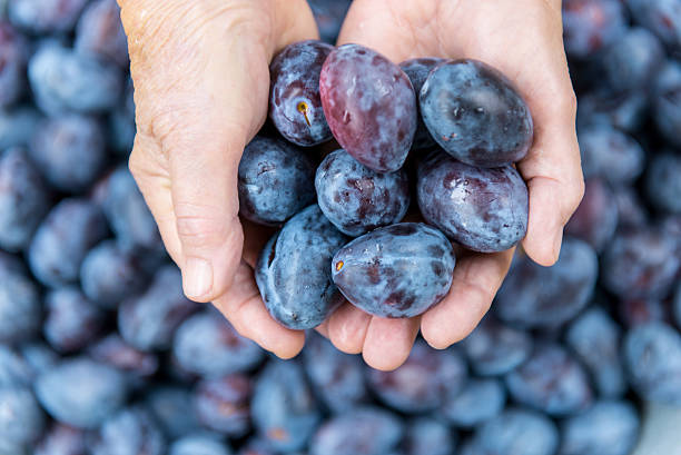 istock Fresh plums in feminine arms 492738596