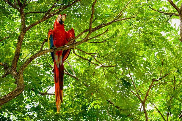 istock Scarlet macaw in the wild 492738752