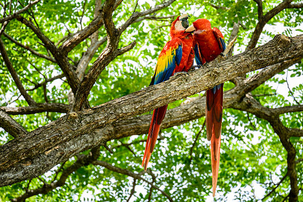 istock XXXL: Pair of wild scarlet macaws preening in a tree 492739680
