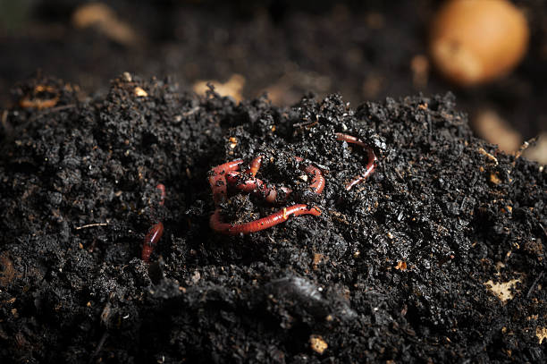 Red worms Californian red worm on top of compost pile. Redworms used for vermicomposting or making compost. earthworm photos stock pictures, royalty-free photos & images