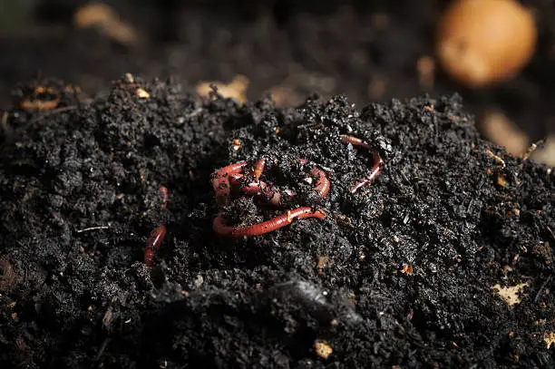 Californian red worm on top of compost pile. Redworms used for vermicomposting or making compost.