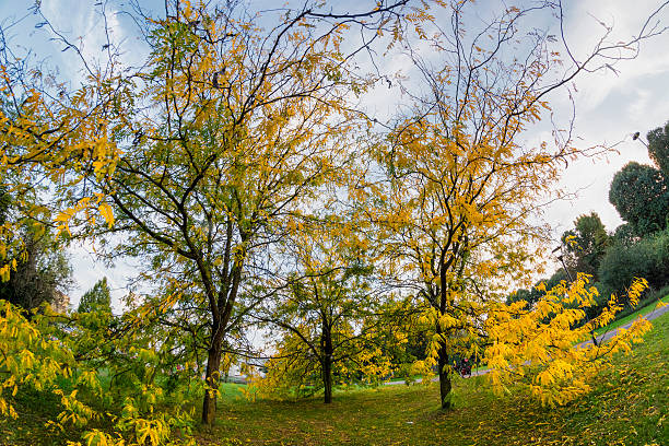 istock Park of Milan in autumn 492740150