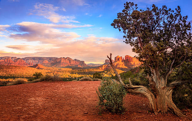 Sunset at Cathedral Rock Scenic image of Cathedral Rock in Sedona, Arizona in the evening light with an old tree in the foreground butte rocky outcrop photos stock pictures, royalty-free photos & images