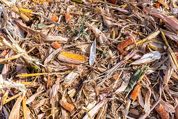 Destroyed corn stock photo