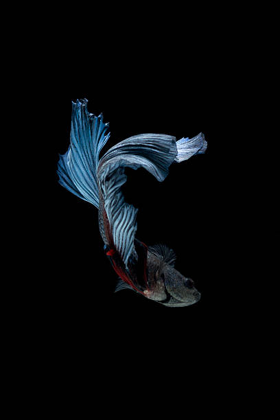 istock Blue siamese fighting fish isolated on black background. Betta fish 492741068