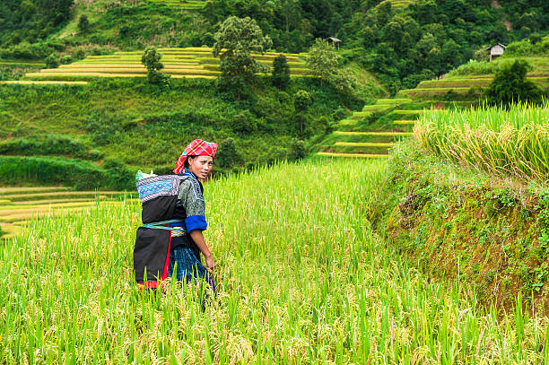 hmong mulher a trabalhar no arroz socalco - hmong imagens e fotografias de stock