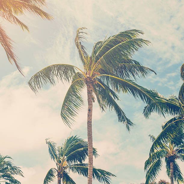 istock coconut palm tree on beach of vintage style 492741340