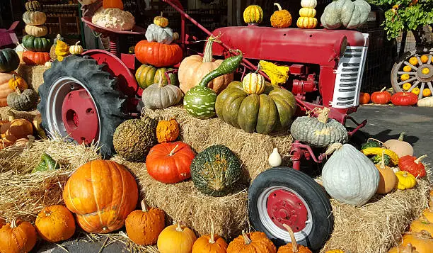 Photo of Colorful Fall Harvest Farm Display Of Pumpkins And Squash