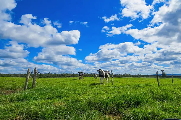 Photo of cows in the pasture