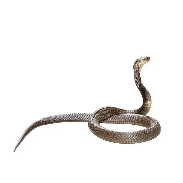 King cobra isolate on white background