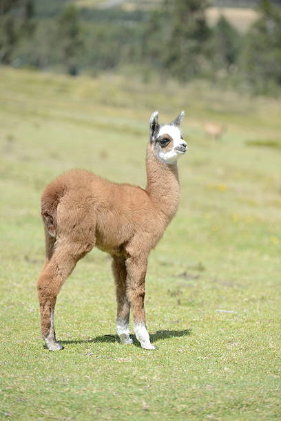 istock Baby alpaca. 492753050
