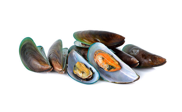 istock boiled green mussels with shell on white background 492753142